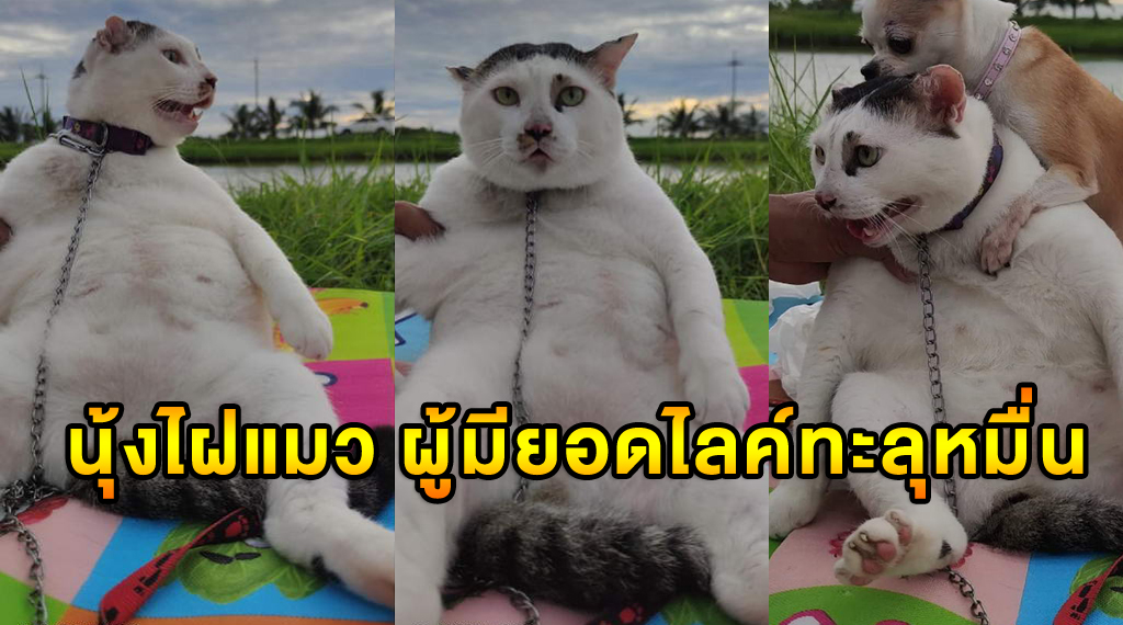 ไฝแมว ผู้มียอดไลค์ทะลุหมื่น