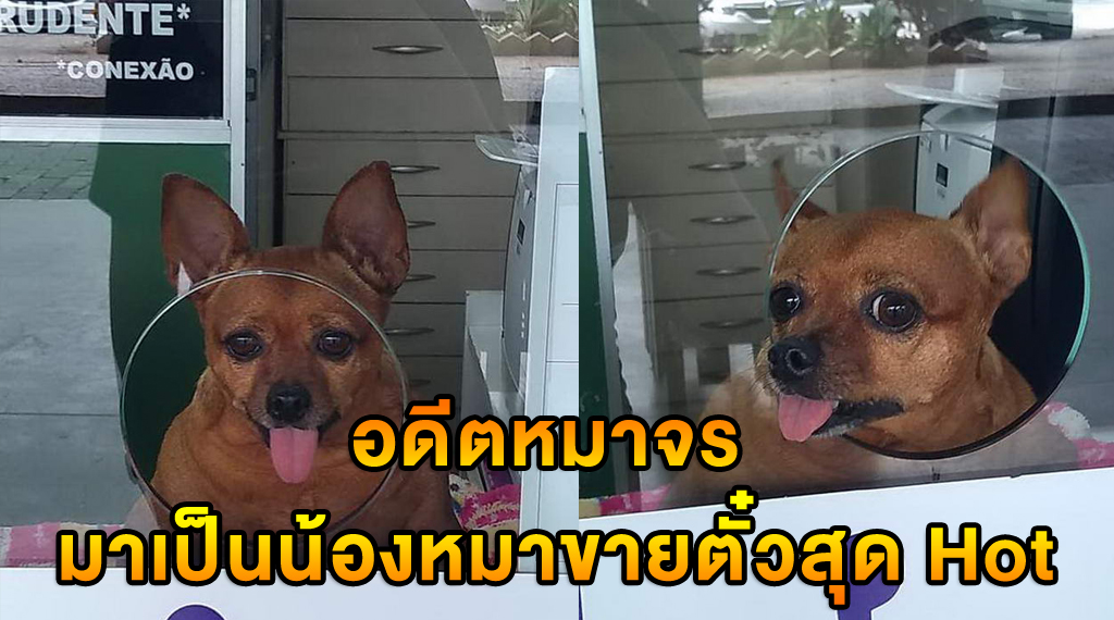 อดีตหมาจร มาเป็นน้องหมาขายตั๋วสุด Hot