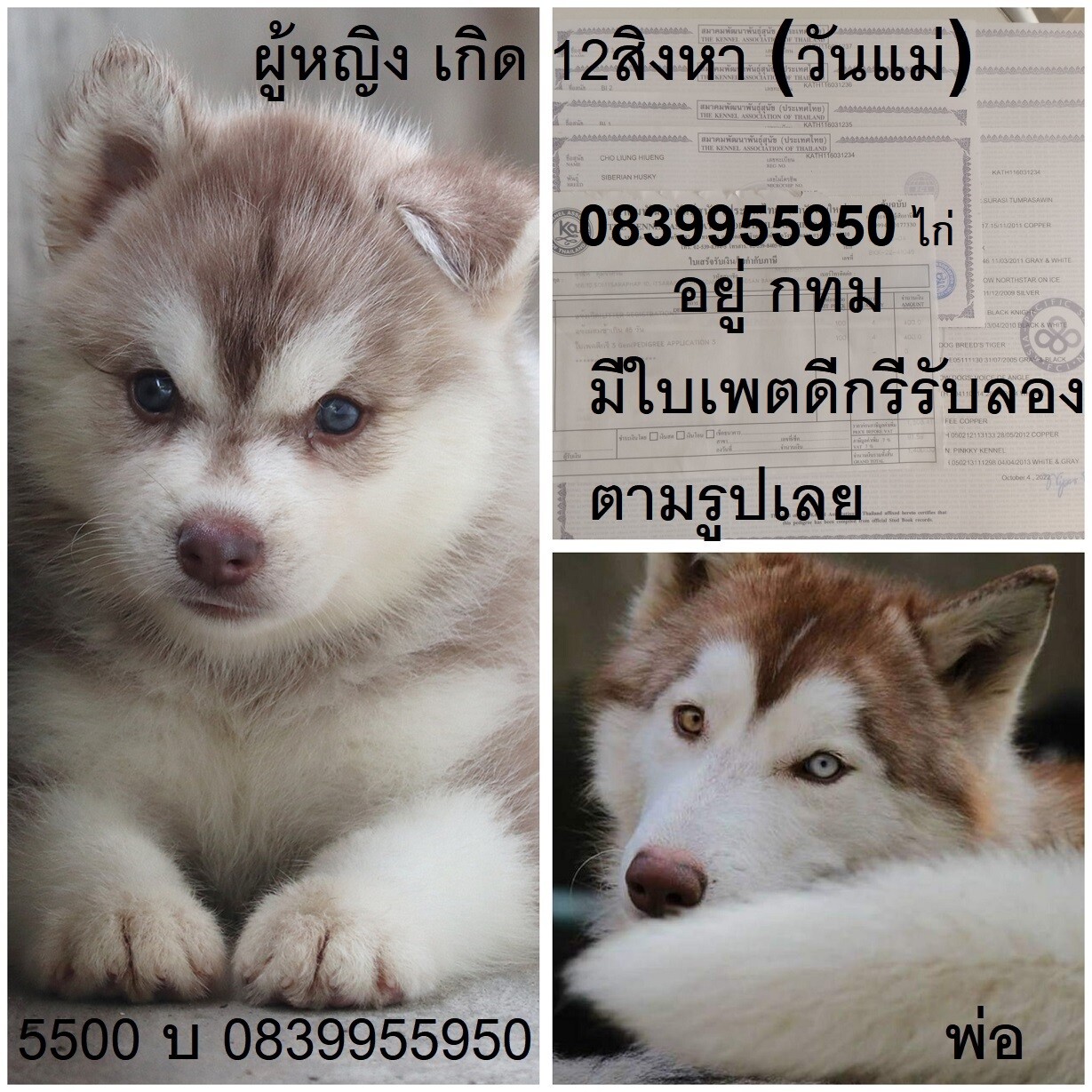 ขาย ไซบีเรียน ฮัสกี้,  กทม  มารับเองลดได้ครับ มีใบเพตดีกีรับลอง