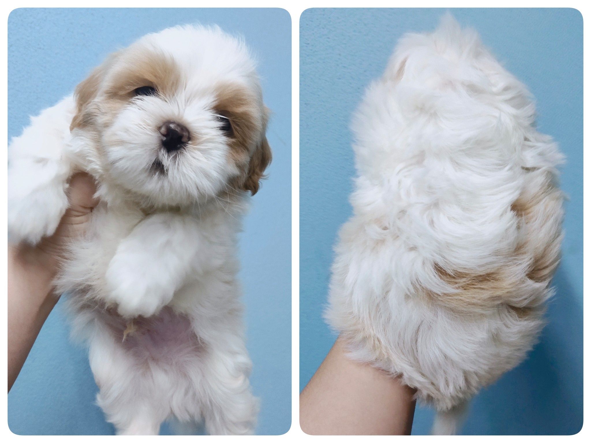 ชิสุแท้เพศผู้5ตัวเก็บปลายทาง มีปะกันสุขภาพ เทสลำไส้ก่อนส่งline::happyshihtzu4289
