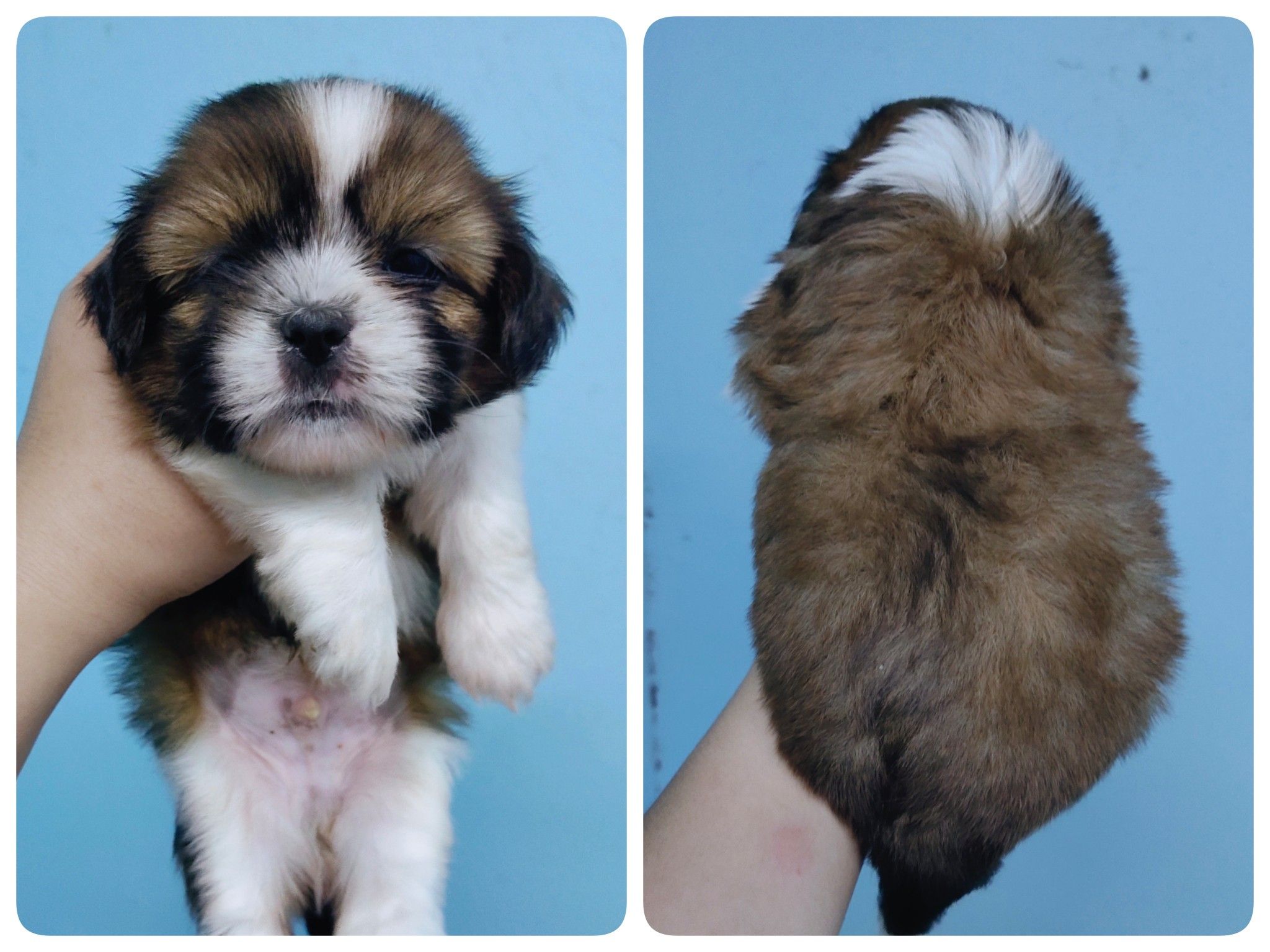 ชิสุแท้เพศผู้5ตัวเก็บปลายทาง มีปะกันสุขภาพ เทสลำไส้ก่อนส่งline::happyshihtzu4289