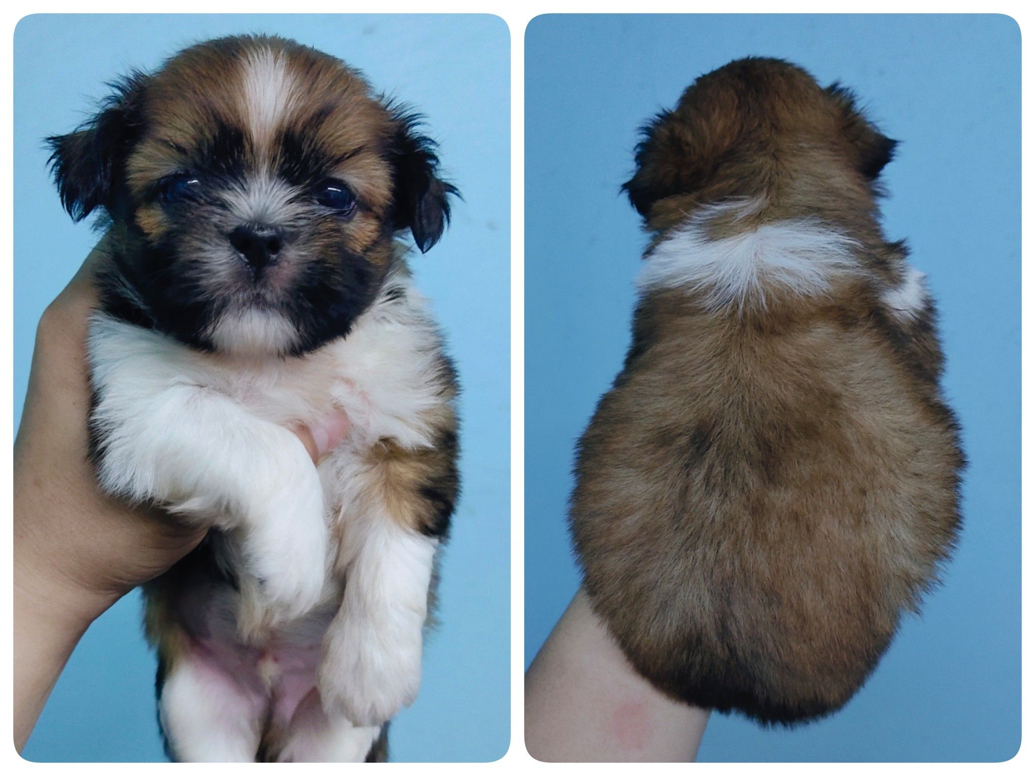 ชิสุแท้เพศผู้5ตัวเก็บปลายทาง มีปะกันสุขภาพ เทสลำไส้ก่อนส่งline::happyshihtzu4289