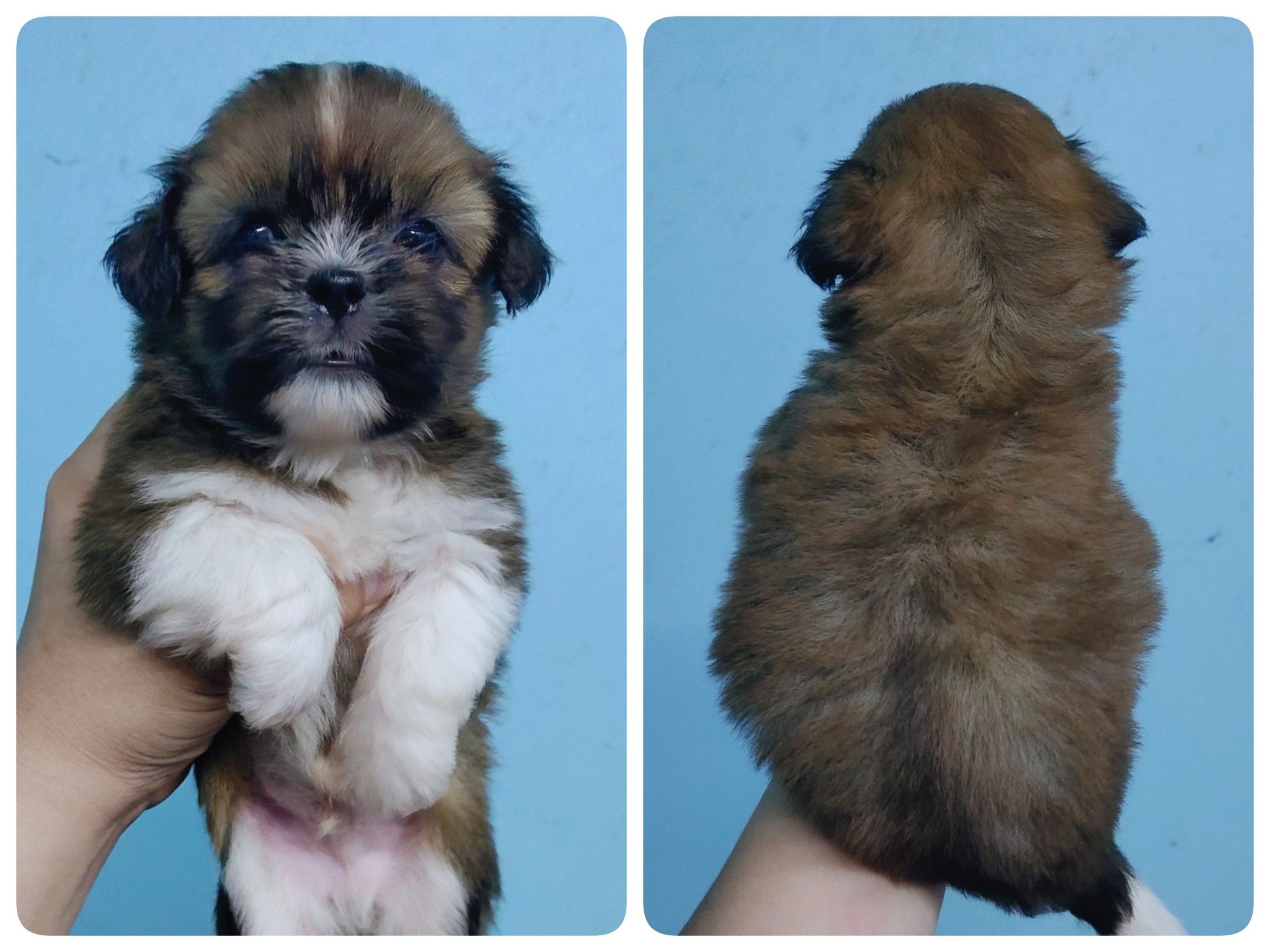ชิสุแท้เพศผู้5ตัวเก็บปลายทาง มีปะกันสุขภาพ เทสลำไส้ก่อนส่งline::happyshihtzu4289