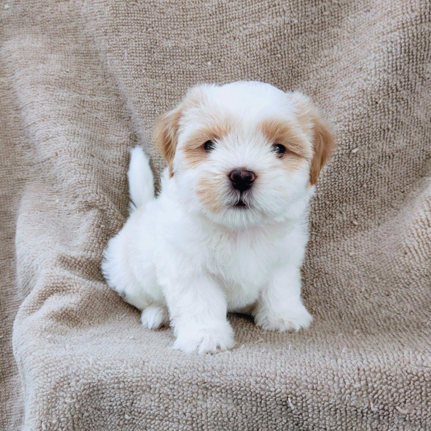 ชิสุแท้6500.-เก็บปลายทาง มีปะกันสุขภาพ เทสลำไส้ก่อนส่งline::happyshihtzu4289