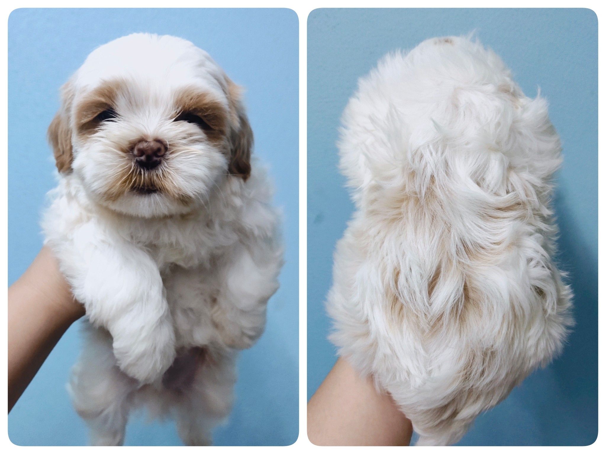 ชิสุแท้เพศผู้5ตัวเก็บปลายทาง มีปะกันสุขภาพ เทสลำไส้ก่อนส่งline::happyshihtzu4289