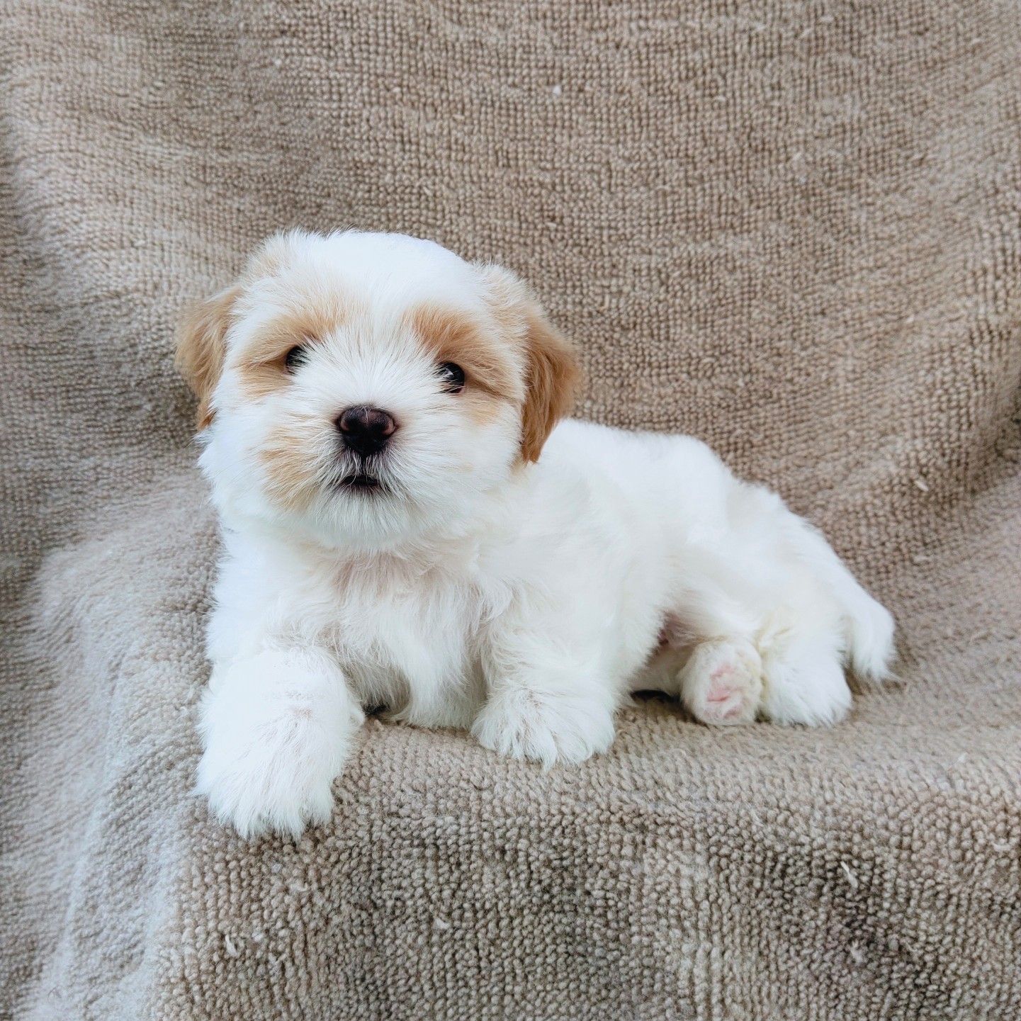 ชิสุแท้6500.-เก็บปลายทาง มีปะกันสุขภาพ เทสลำไส้ก่อนส่งline::happyshihtzu4289