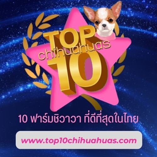 10 อันดับ ฟาร์มชิวาวา จากทั่วประเทศ