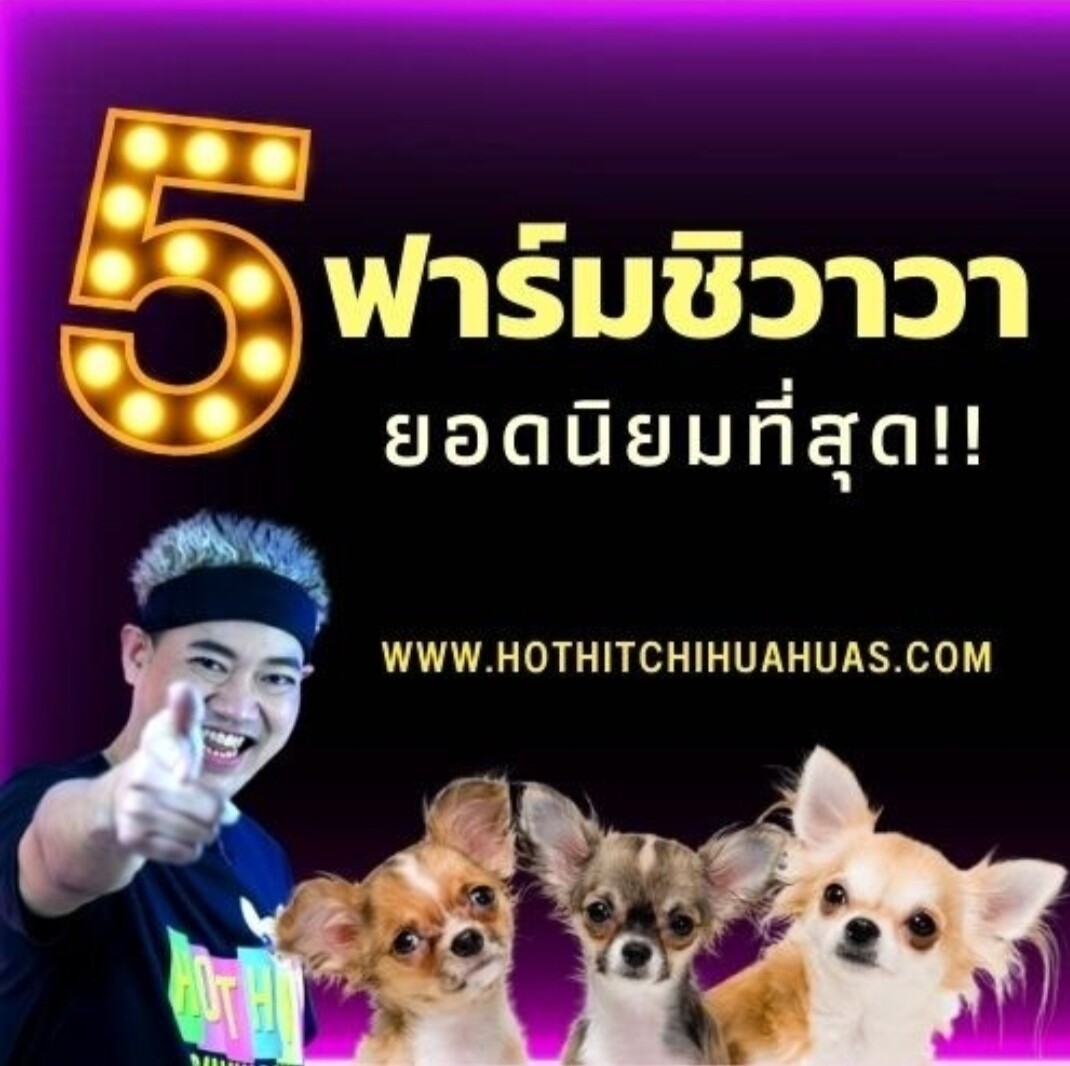 5 ฟาร์มชิวาวา สุดฮ็อตในราคากันเอง!!!