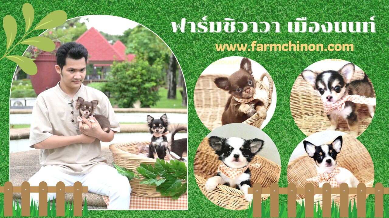 ฟาร์มชิวาวา เมืองนนท์