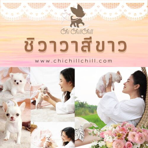 ชิวาวาสีขาว(เกรดพรีเมียม)