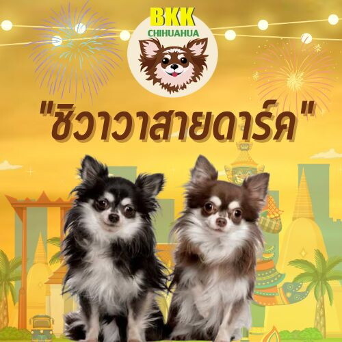 ชิวาวาสายดาร์ค(bkkchihuahua.com)