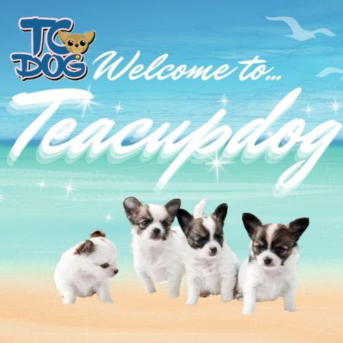 teacupdog.org(ชิวาวาพรีเมียม)