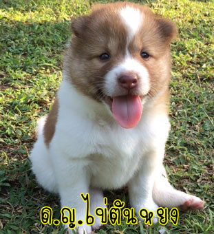 น้องหมาบางแก้วแท้ หมาบ้านแข็งแรง อารมณ์ดี ขี้เล่น ตัวอ้วนๆ กลมๆขนปุกปุยน่ารักๆ