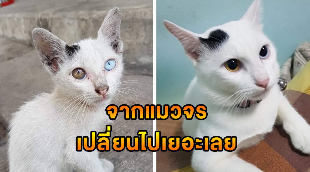 จากแมวจร เปลี่ยนไปเยอะเลย
