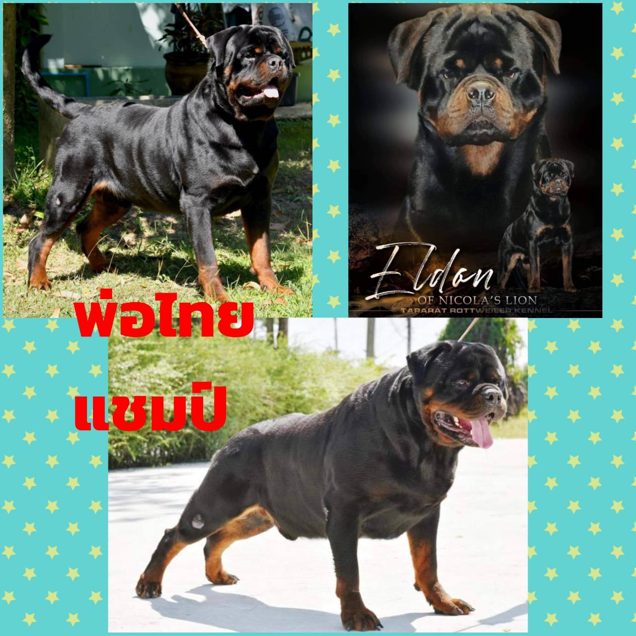 ลูกร็อตไวเลอร์ พ่อไทยแชมป์ แม่หมานำเข้า จาก kankarnclub มีจัดส่งทั่วประเทศ(กันย์