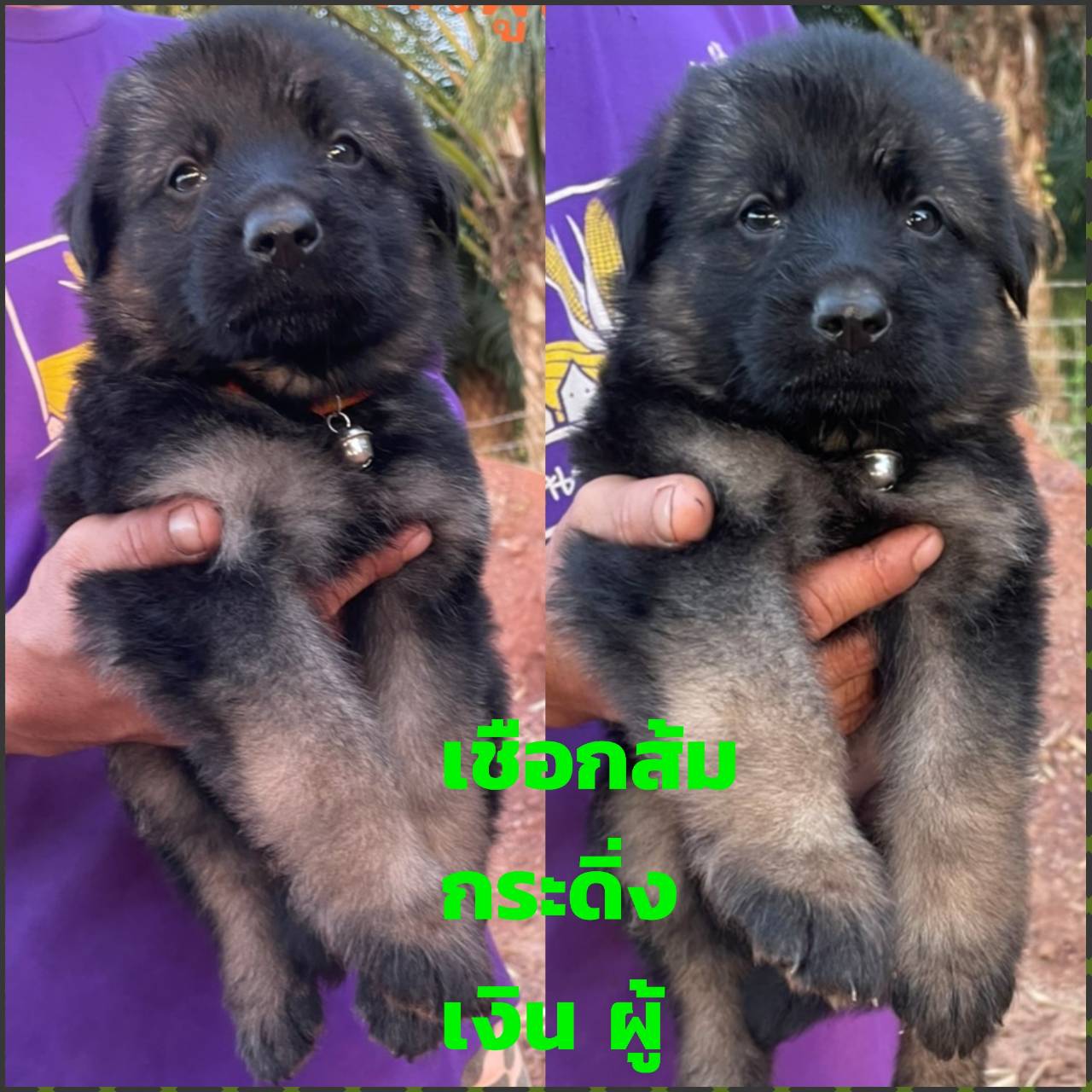 ลูกเยอรมัน เชพเพิร์ด สายพันธุ์แท้ โครงสร้างใหญ่ กะโหลกโต เท้าใหญ่ จาก kankarnclu