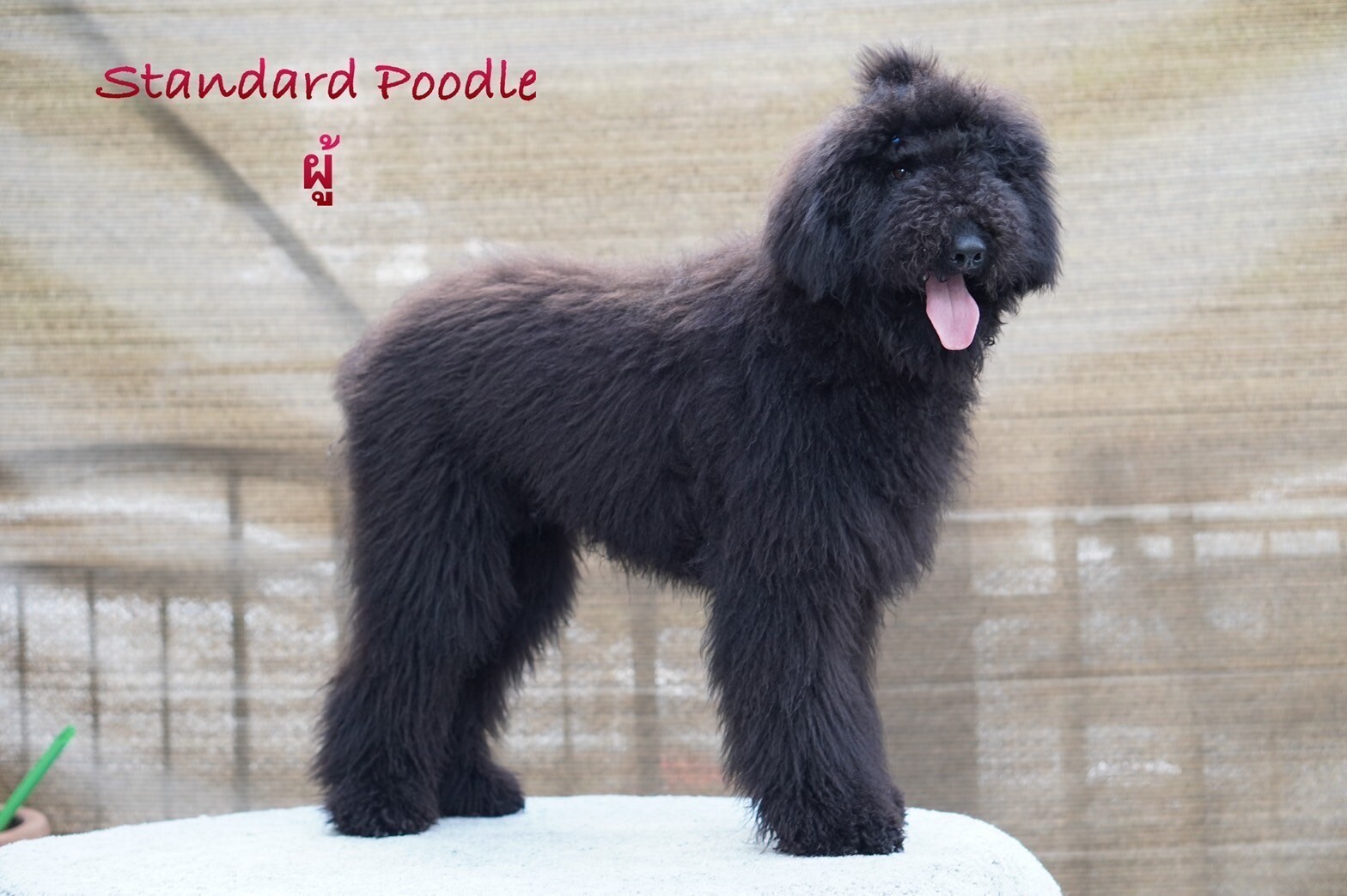 สายพันธุ์ Standard Poodle – ไจแอนท์ พุดเดิ้ล ( พุดเดิ้ลยักษ์ ) เพศผู้ รับบัตรเคร