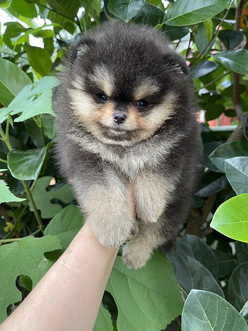 ปอม หน้าหมี หุ่นดี ขนแน่น