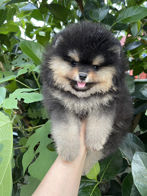 ปอม หน้าหมี หุ่นดี ขนแน่น