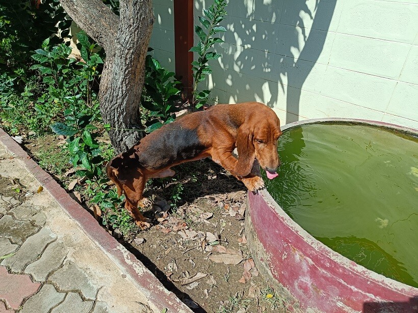 หาคนดูแล บาสเซ็ต ฮาวด์ (Basset Hound) อายุ 2 ปีครึ่ง 1 คู่ ตัวผู้ กับ ตัวเมีย
