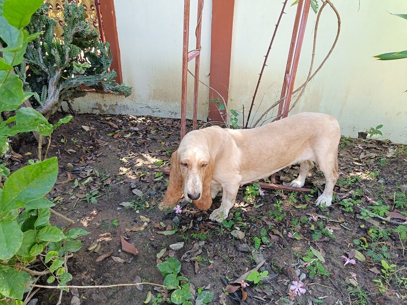 หาคนดูแล บาสเซ็ต ฮาวด์ (Basset Hound) อายุ 2 ปีครึ่ง 1 คู่ ตัวผู้ กับ ตัวเมีย