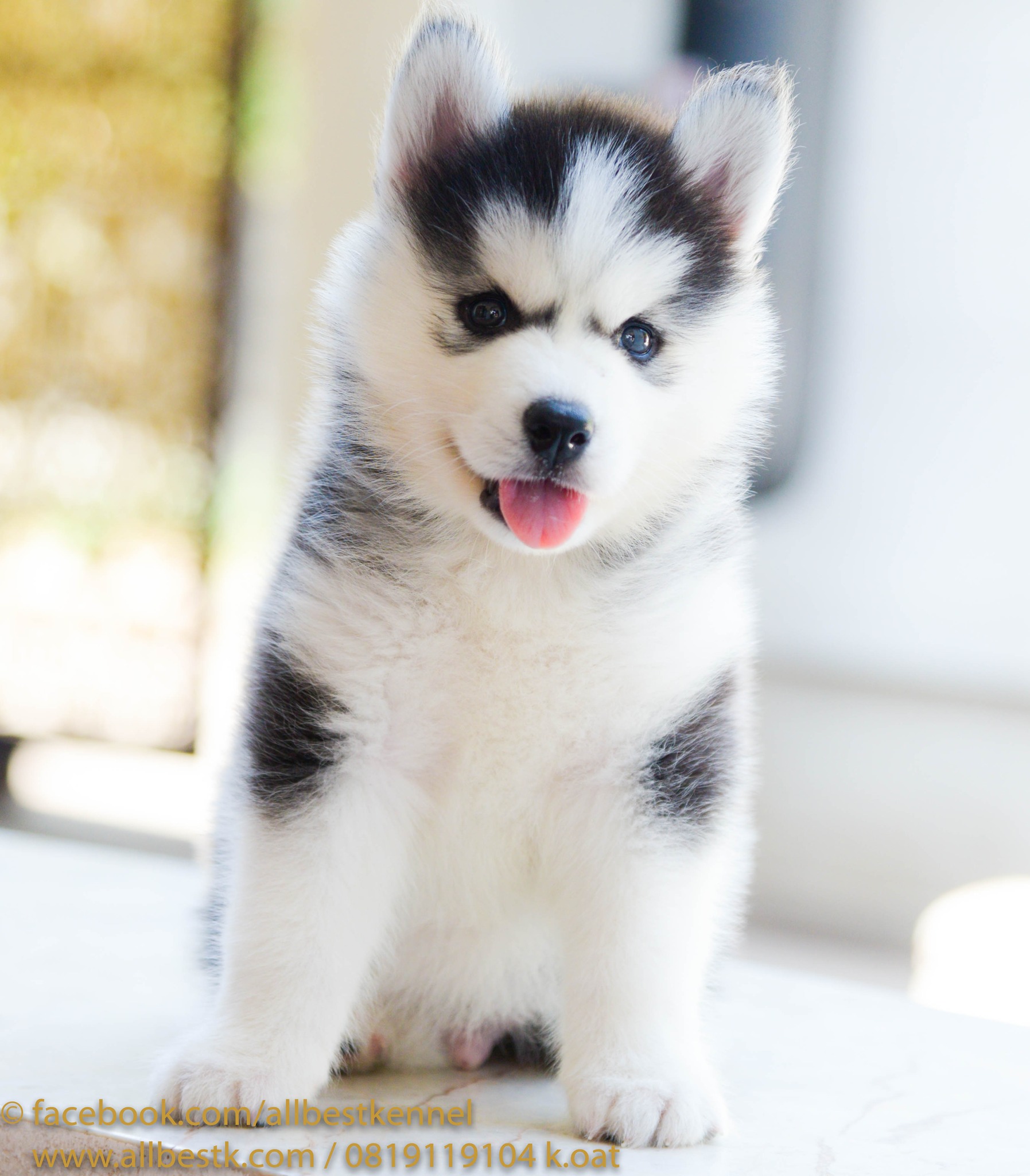 Allbest kennel ไซบีเรียนฮัสกี้ เกรดพรีเมี่ยม ฟาร์มมาตรฐานและใหญ่สุดในประเทศไทย