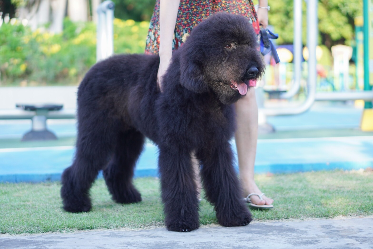 สายพันธุ์ Standard Poodle – ไจแอนท์ พุดเดิ้ล เพศผู้ รับบัตรเครดิตทุกธนาคาร