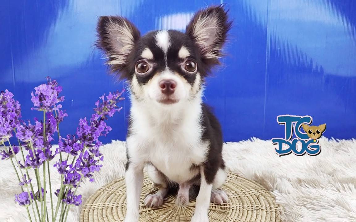 ชิวาวาเกรดพรีเมียม(teacupdog.org)