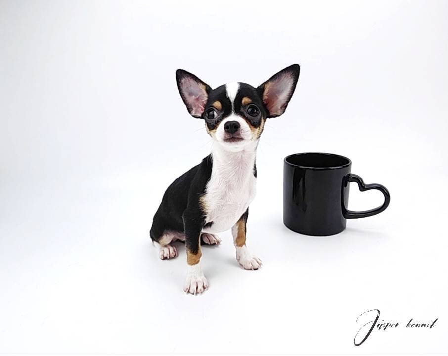 ชิวาวาทีคัพ(jasperkennel)