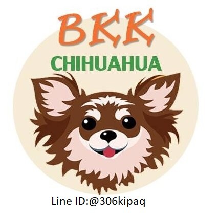 ชิวาวาสายดาร์ค(bkkchihuahua.com)