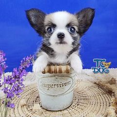 ไมโล(Milo) ขนยาว