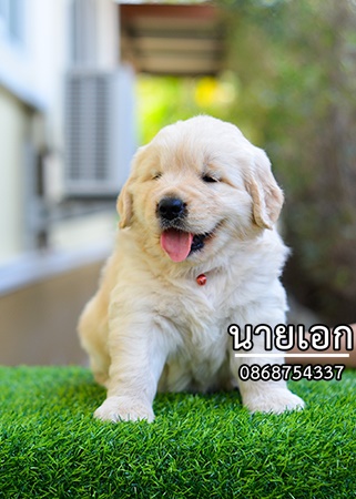 ลูกโกลเด้นจัดส่ง กทม. นนทบุรี  ประทุมธานี สมุทปราการ ชลบุรี ระยอง