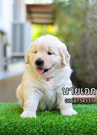 ลูกโกลเด้นจัดส่ง กทม. นนทบุรี  ประทุมธานี สมุทปราการ ชลบุรี ระยอง