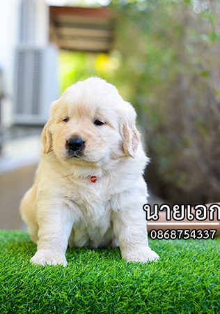 ลูกโกลเด้นจัดส่ง กทม. นนทบุรี  ประทุมธานี สมุทปราการ ชลบุรี ระยอง