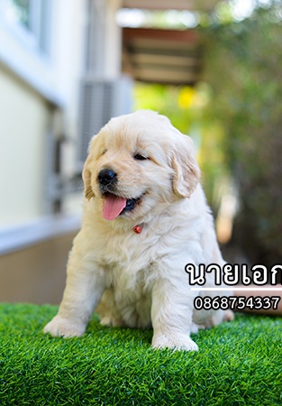 ลูกโกลเด้นจัดส่ง กทม. นนทบุรี  ประทุมธานี สมุทปราการ ชลบุรี ระยอง