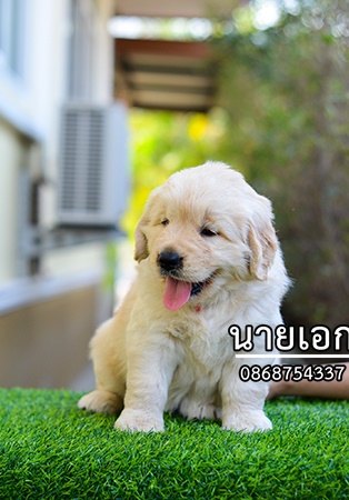 ลูกโกลเด้นจัดส่ง กทม. นนทบุรี  ประทุมธานี สมุทปราการ ชลบุรี ระยอง