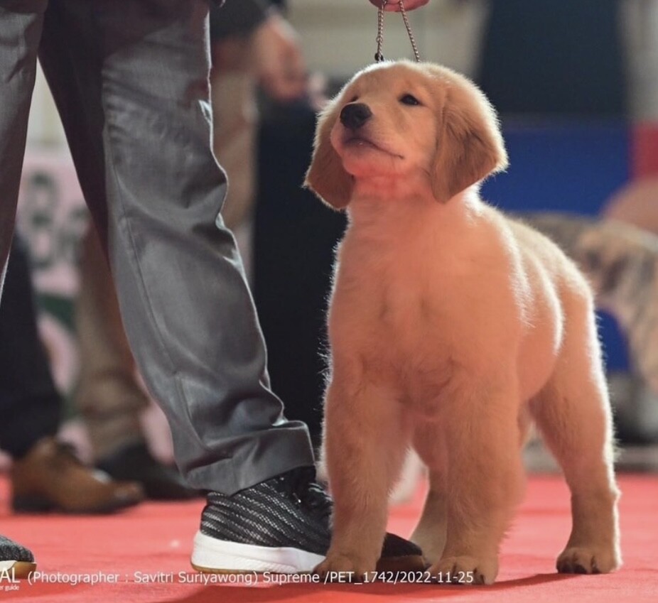 ขายลูกโกลเด้นเกรดประกวด