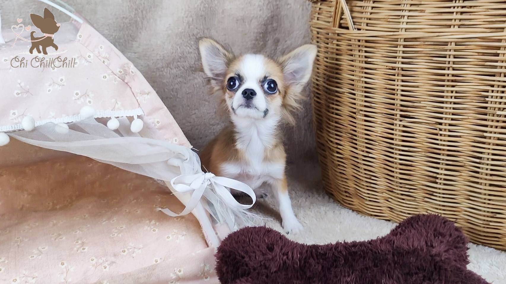 🐶Master.Robert ชิวาวาขนยาว