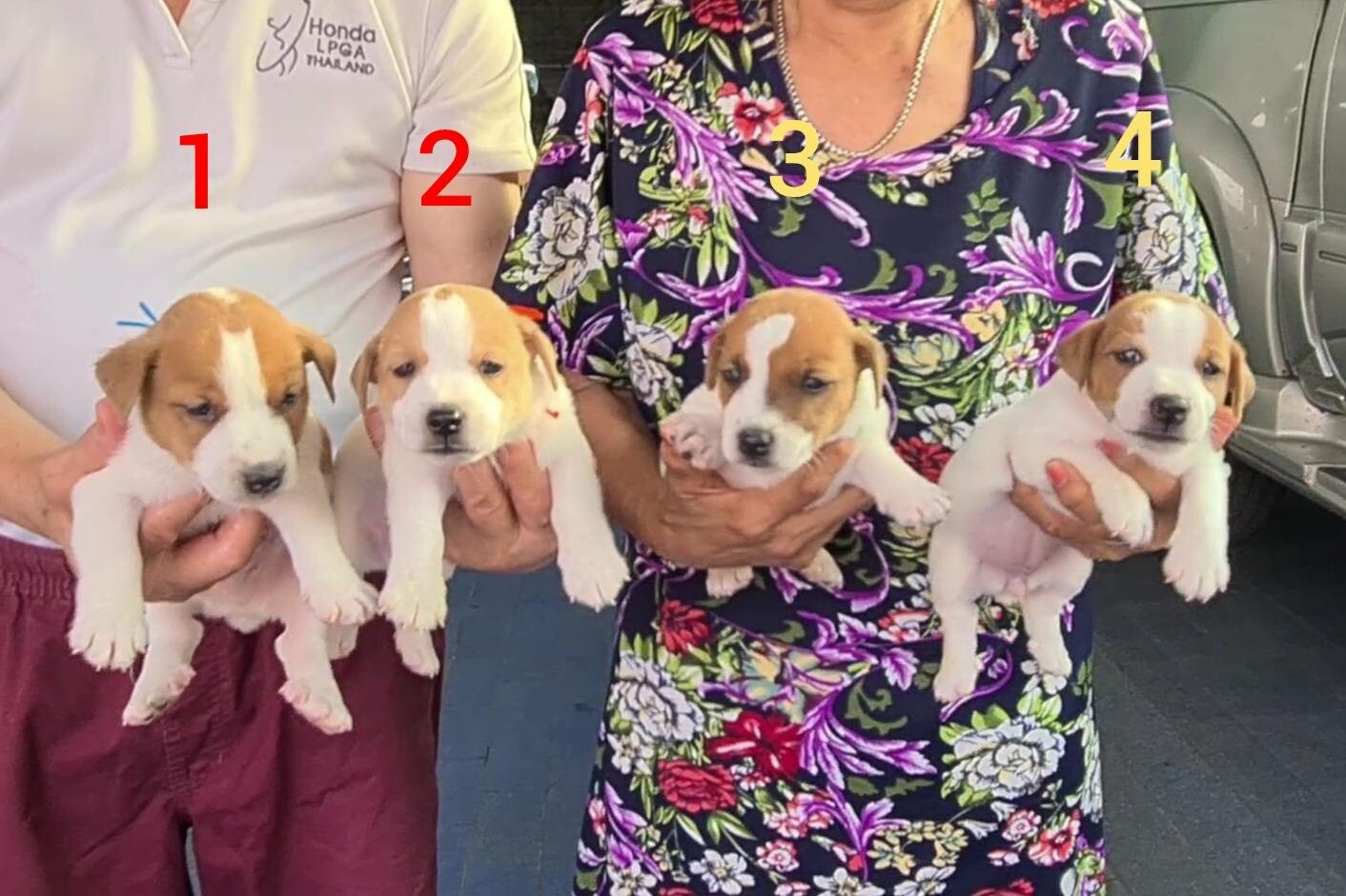 ลูกสุนัข แจ็ค รัสเซล สายพันธุ์แท้ สีและแต้มสวยเทพ อ้วน เตี้ย ล่ำ เกรด A ชุดที่ 6
