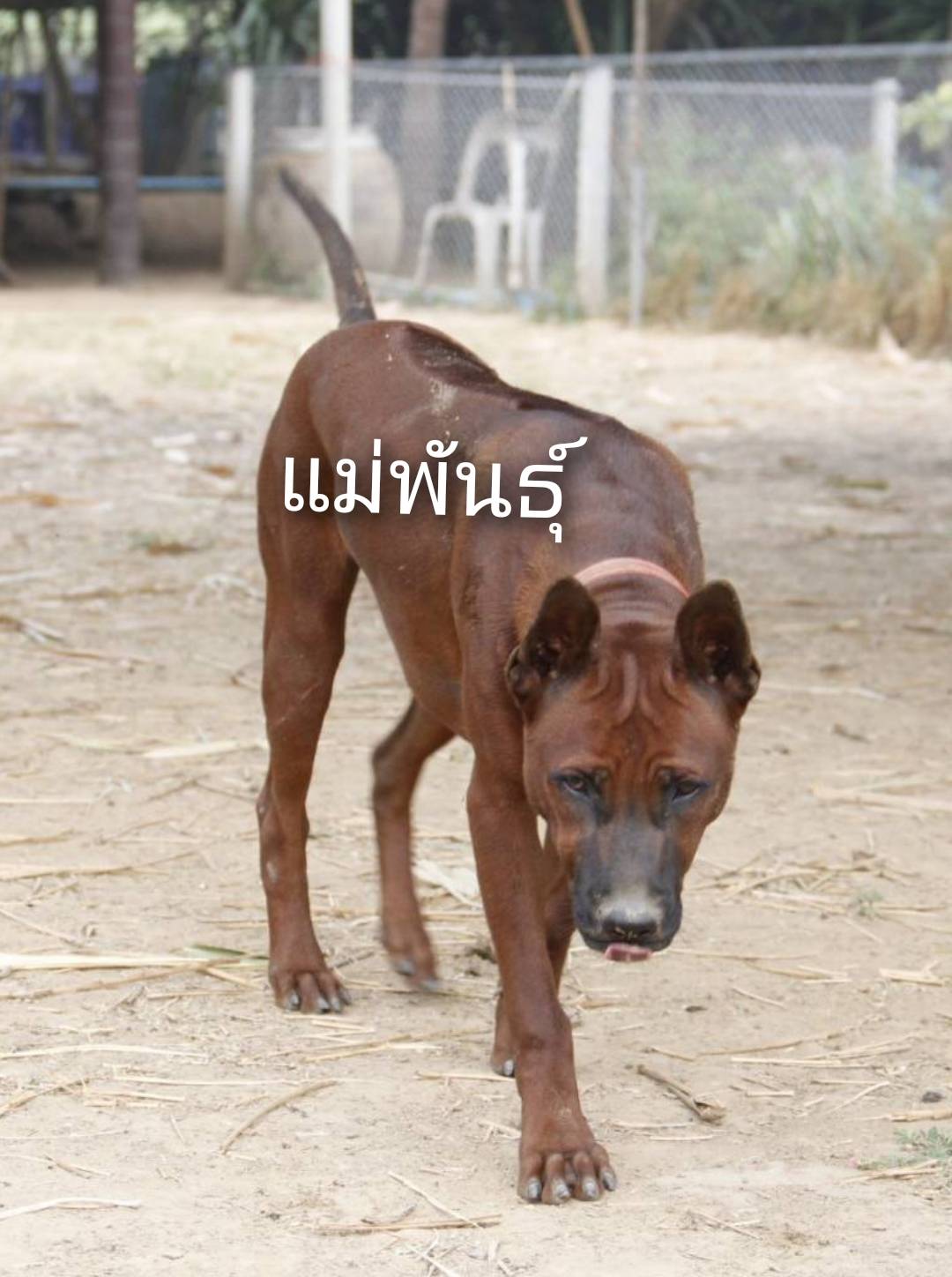 ลูกสุนัขไทยหลังอาน สายเลือดตราด 9,500