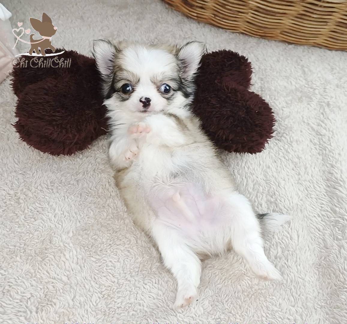 ชิวาวาขนยาว Master.Chakrit
