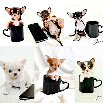 JASPERkennel ฟาร์มชิวาวา ที่คัดสรรเด็กๆน่ารักๆ พร้อมเสริฟท์
