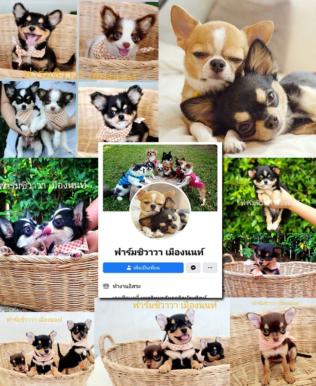 ฟาร์มชิวาวา เมืองนนท์ (Farmchinon)