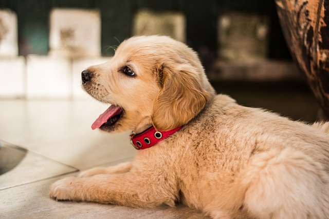 10 ข้อดีการเลี้ยงน้องหมาสายพันธุ์โกลเด้น รีทรีฟเวอร์ (Golden Retriever)