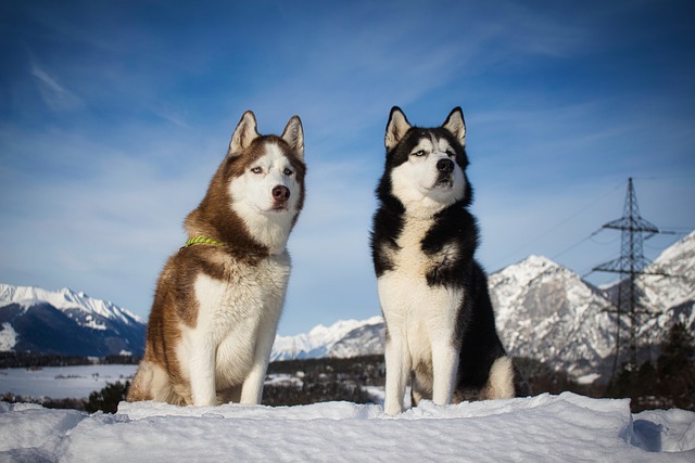 8 ข้อควรระวังในการเลี้ยงไซบีเรียนฮัสกี้ (Siberian Husky)