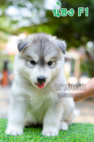 ลูกไซบีเรียนแท้ หน้าหมีๆ หุ่นหมูๆ พร้อมย้ายบ้านแล้วครับ