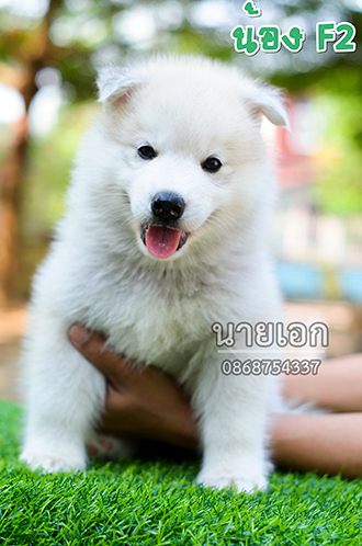 ลูกไซบีเรียนแท้ หน้าหมีๆ หุ่นหมูๆ พร้อมย้ายบ้านแล้วครับ