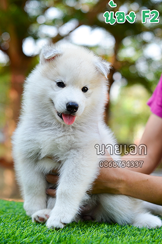 ลูกไซบีเรียนแท้ หน้าหมีๆ หุ่นหมูๆ พร้อมย้ายบ้านแล้วครับ