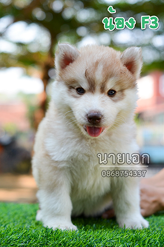 ลูกไซบีเรียนแท้ หน้าหมีๆ หุ่นหมูๆ พร้อมย้ายบ้านแล้วครับ