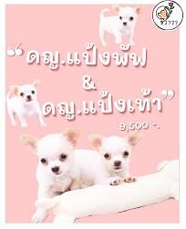 แป้งพัฟ&amp;แป้งท้าว